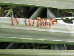 group of leaf-cutting Ants, Teamwork