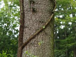 tree in the forest close up