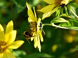 insect collects pollen from a yellow flower