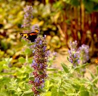 Close-up of the colorful, beautiful and patterned butterfly, on the colorful and beautiful flowers in summer