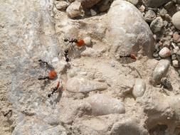 ants as workers