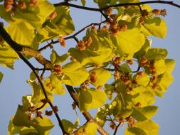 beech with leaves close up