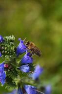 bee on purple flowers on blurred background
