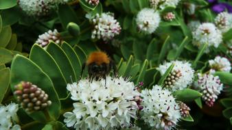 bee on white fluffy flower, close-up