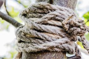 Close-up of the rope, on the tree, among the green leaves