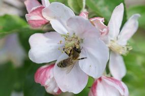 bee pollinates apple blossom, close-up
