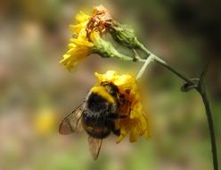 Hummel Insect at Nature