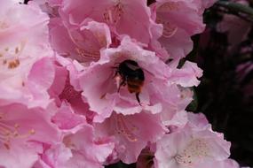 bee inside pink flowers close up