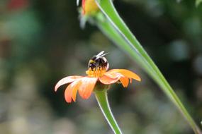 macro photo of Bee on Blossom Bloom