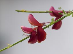 Close-up of the beautiful and colorful Cytisus Scoparius flowers on the green stem