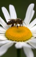 macro photo of Bee Pollen on Daisy