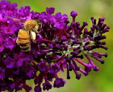 bee pollinates purple flower in summer