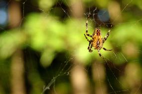 yellow large spider in a web close-up on a blurred background