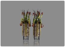 flower arrangement in vases on gray background