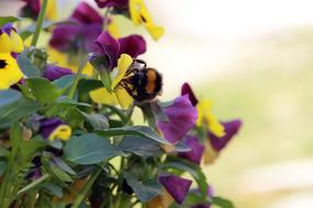 Hummel on Pansy Plants