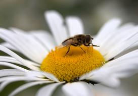 Close-up of the bee, on the beautiful, yellow daisy flower with white petals