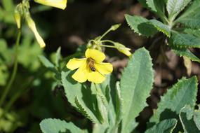 Bee Honey Soursob flower