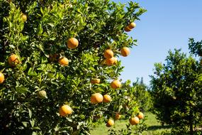 Orange Production trees
