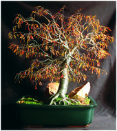 bonsai tree in still life