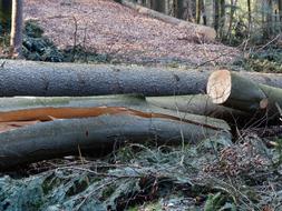 logs and broken trees in the forest