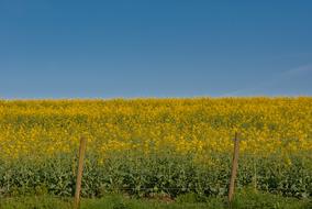 blooming rapeseed field under the blue sky