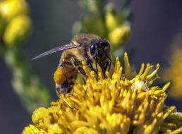 bee pollinates yellow bud