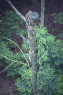 Top of the tree with beautiful, green leaves of different shades