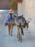 woman with donkey on the street in peru