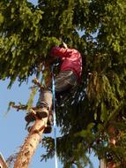 man climbing high fir tree