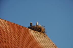 storks nest on a brown roof on a clear day