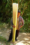 Agricultural Workers with Banana Root