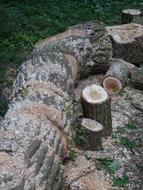 Wooden logs stump