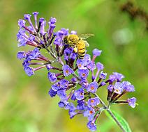 bee on a purple flower in nature close up
