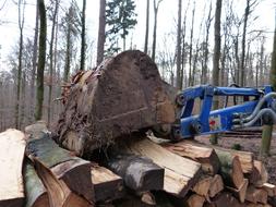 timber industry close up