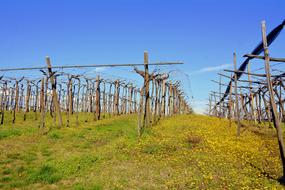 vineyard on a green hill