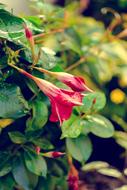 closeup view of Natural Garden Flowers