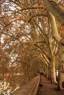 Travel Landscape of Trees in park