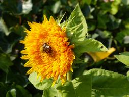 insect on a yellow sunflower in the summer on the field