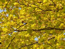 Beech leaves and branches