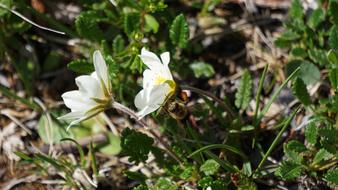 Hard Working Hummel Pollen flowers