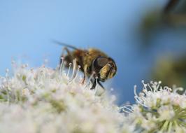 Bee Flower Blossom