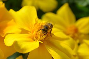 Close-up of the bee on the beautiful, yellow and orange flowers in light