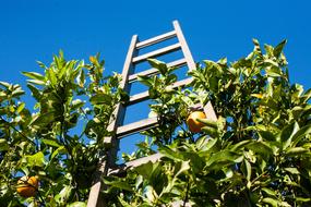 Orange Production trees garden