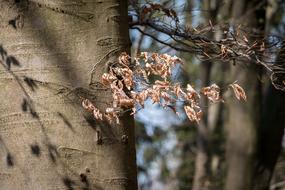 Beech Leaves Spring