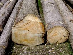 Close-up of the colorful felled tree trunks on the ground