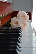 Close-up of the beautiful, pink and white rose flowers, on the shiny, white and black keyboard of the piano