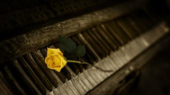 Yellow Rose on weathered Piano keys in darkness