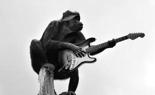 stylish monkey with guitar