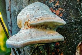 grey Tree Fungi close up