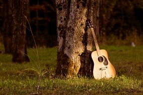 the musical guitar stands near the tree